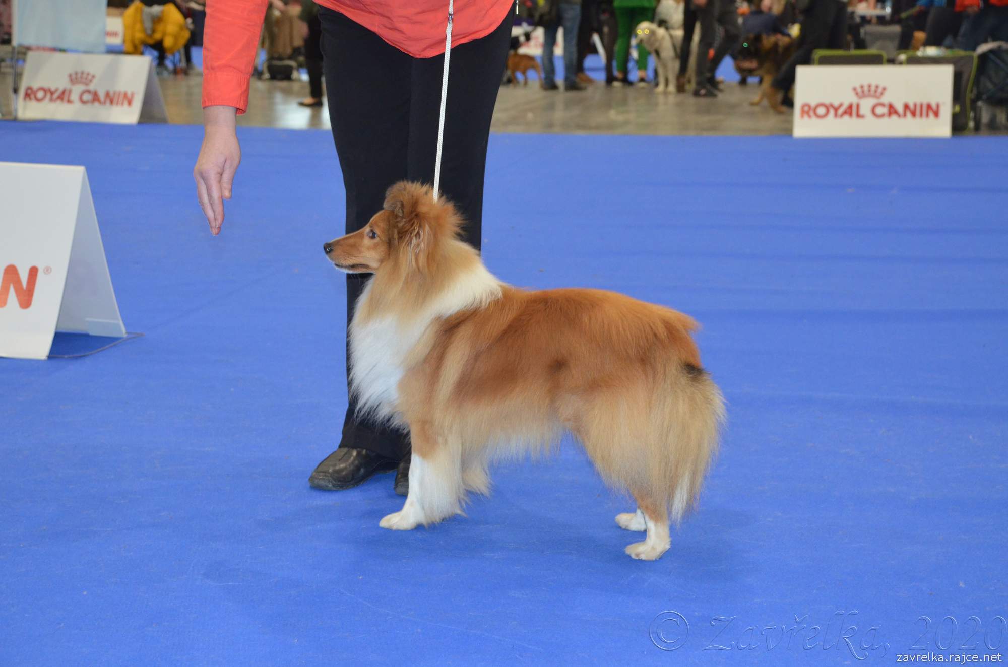 Marlon Moravské srdce